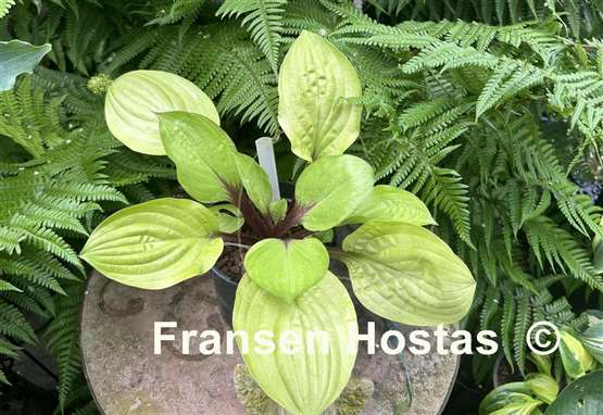 Hosta Lemon Snap